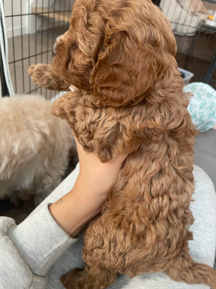 Cavapoo F1b klar uge 41  hvalpe