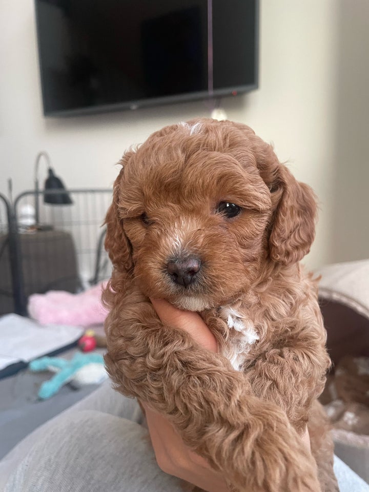 Cavapoo F1b klar uge 41  hvalpe