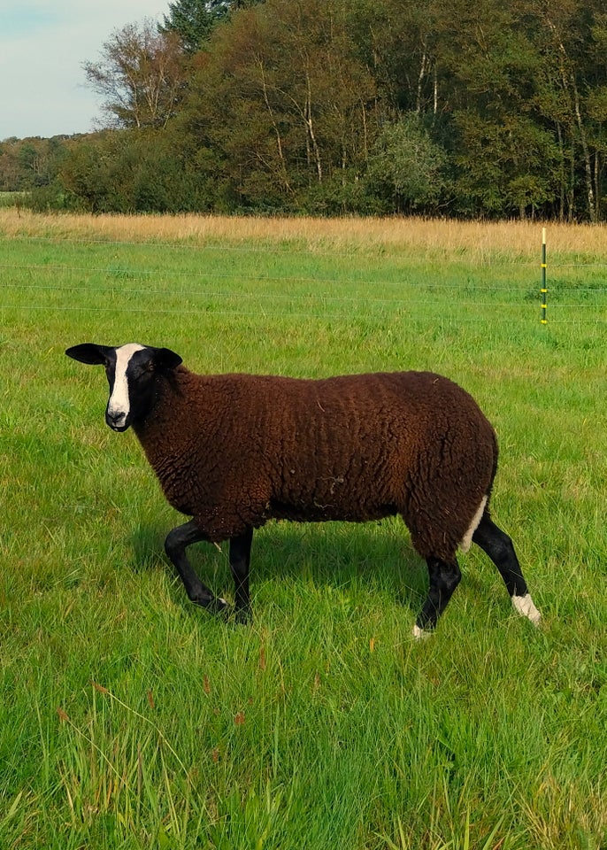 Lam, Zwartbles, 9 stk.