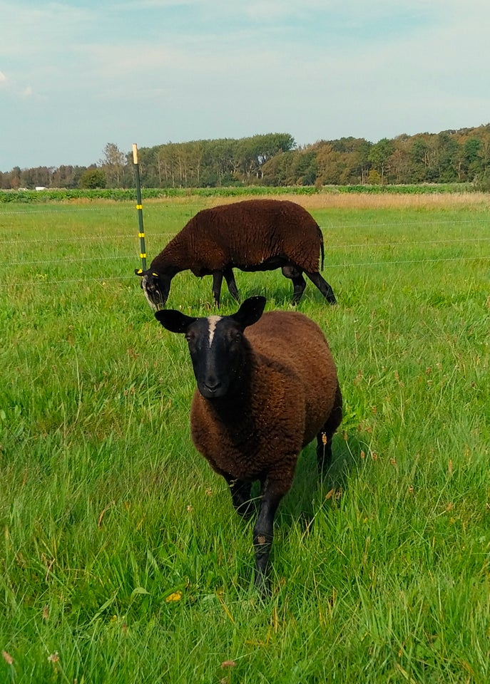 Lam, Zwartbles, 9 stk.