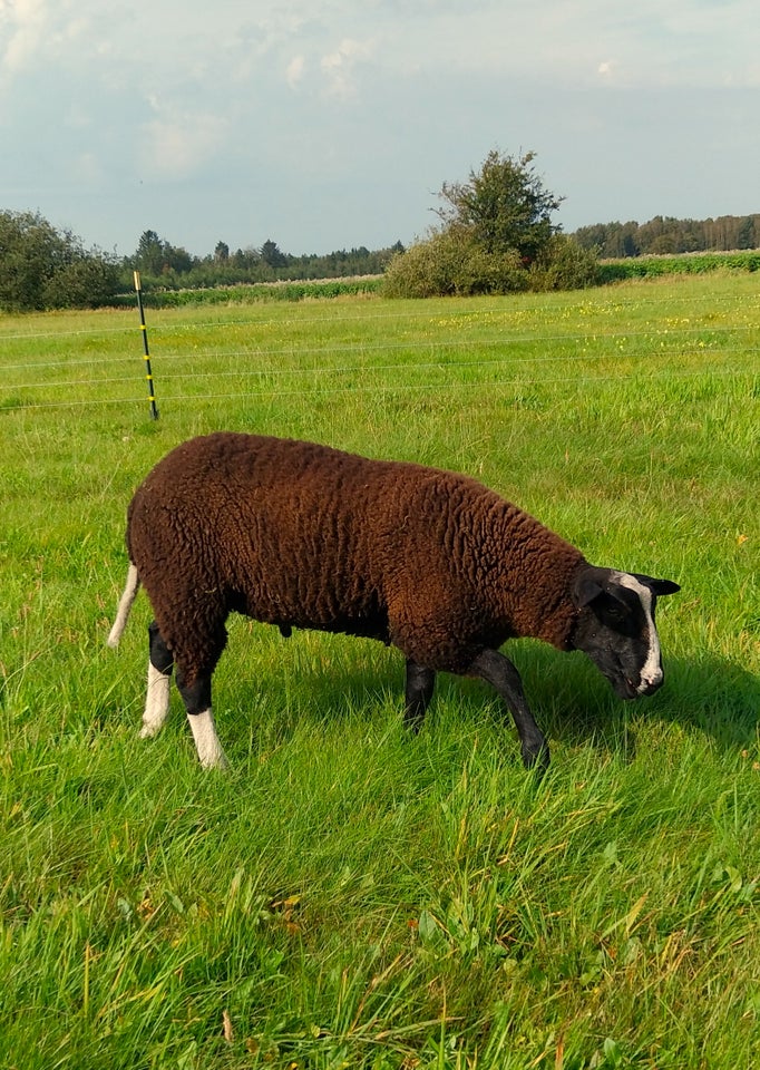 Lam, Zwartbles, 9 stk.