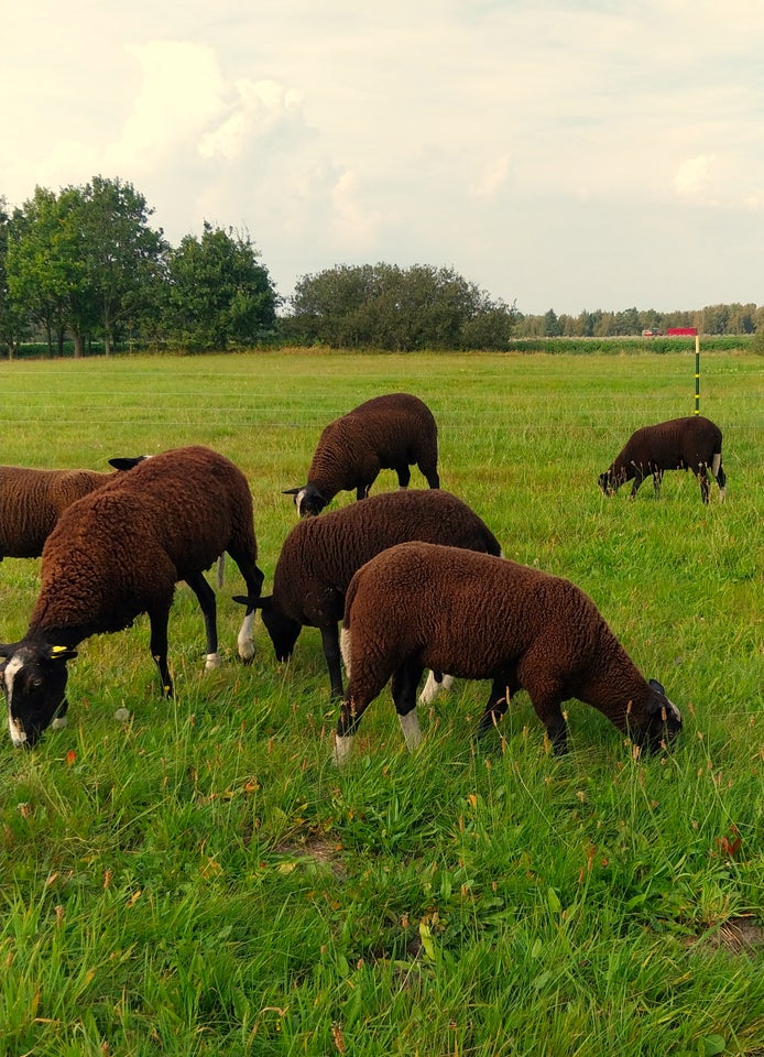 Lam, Zwartbles, 9 stk.