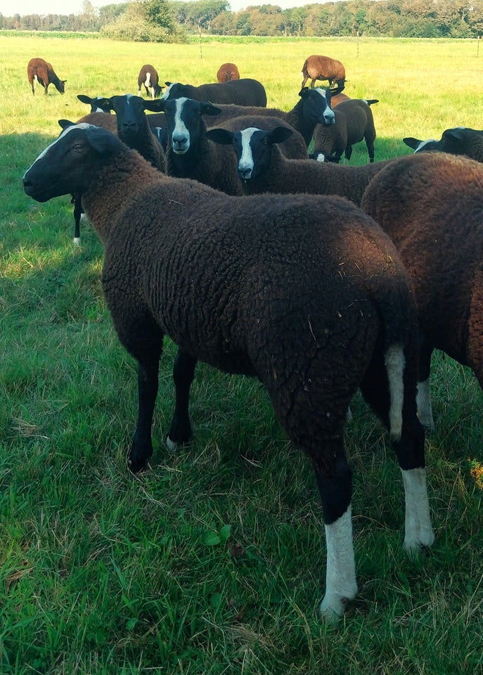 Lam, Zwartbles, 9 stk.