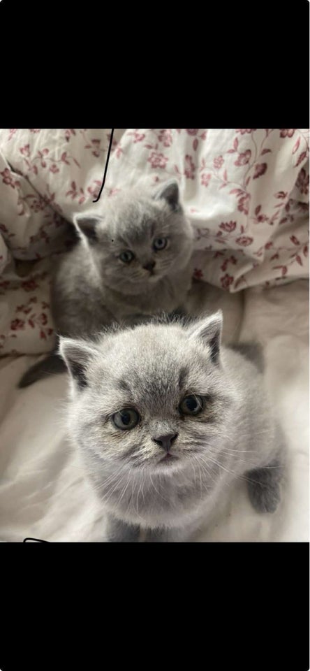 British Shorthair, flere