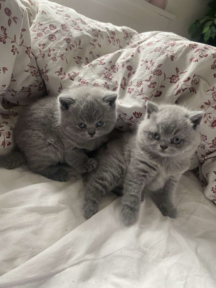 British Shorthair, flere