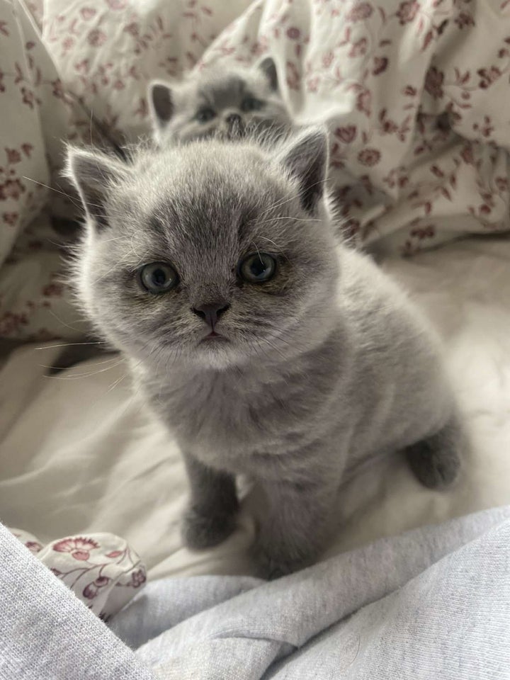 British Shorthair, flere