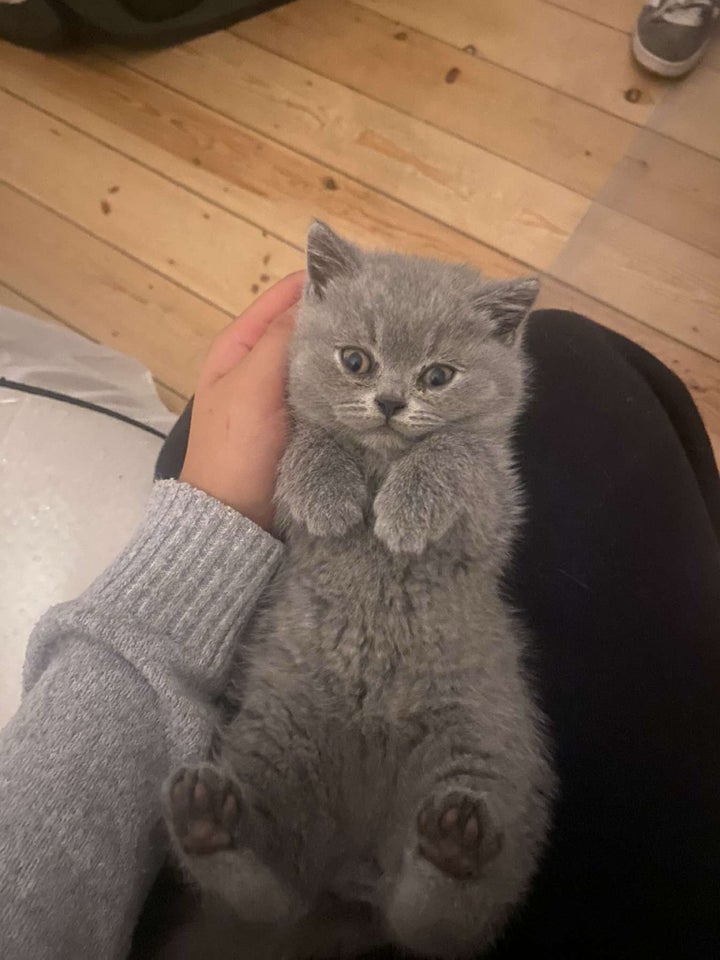 British Shorthair, flere