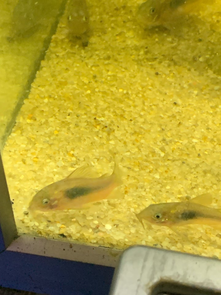 Corydoras euneus kobber, 30 stk.