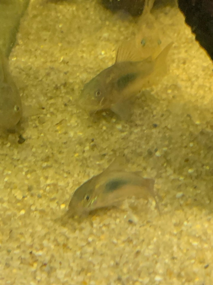 Corydoras euneus kobber, 30 stk.