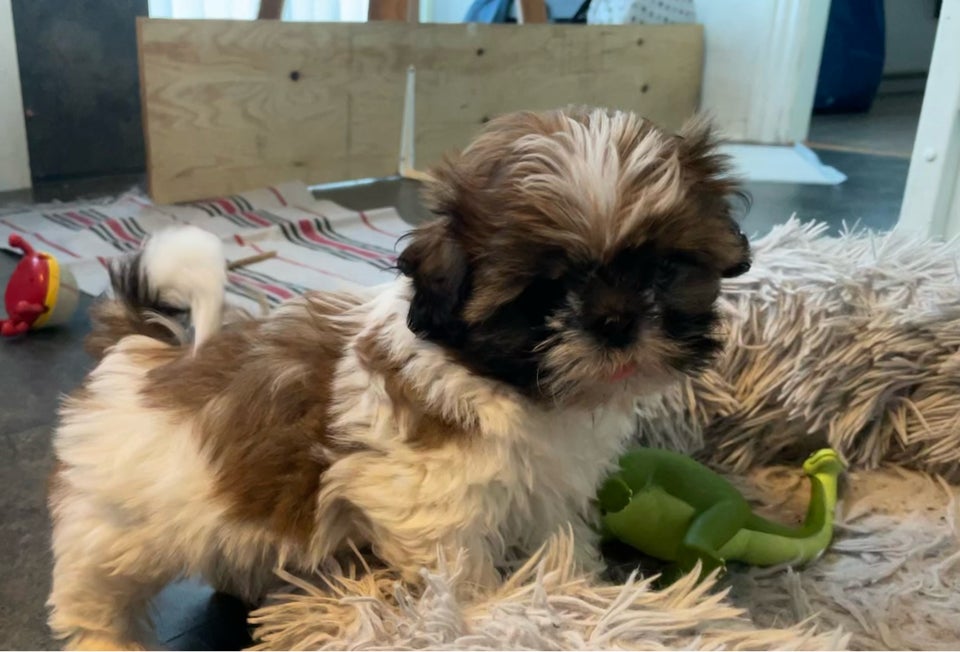 Shih Tzu, hvalpe, 12 uger