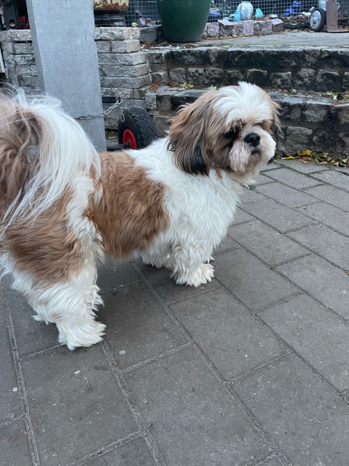 Shih Tzu, hvalpe, 12 uger