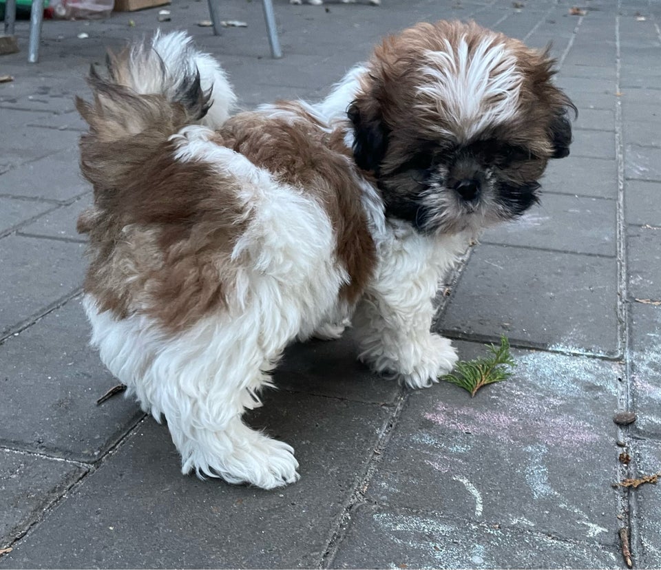 Shih Tzu, hvalpe, 12 uger