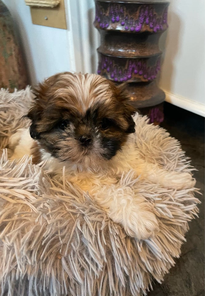 Shih Tzu, hvalpe, 12 uger