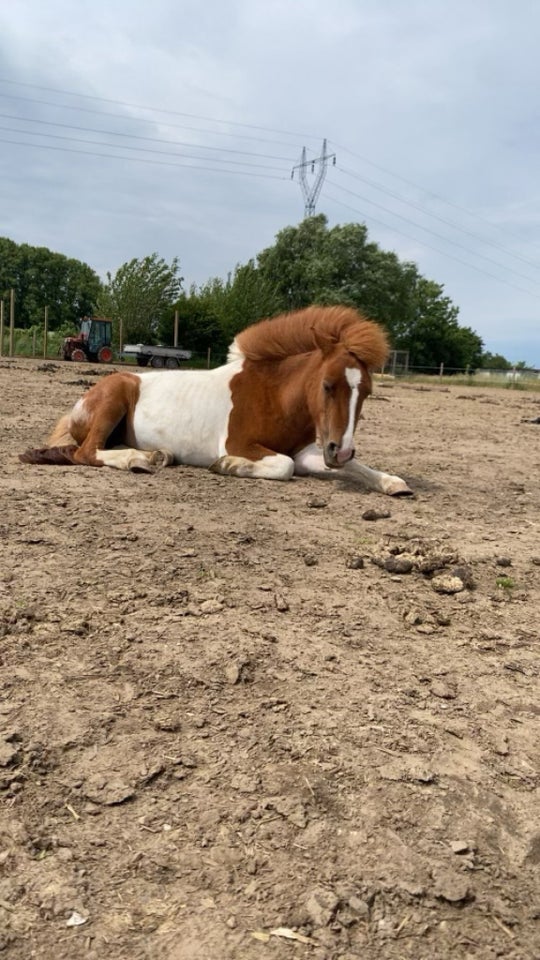 Shetlandspony hoppe 2 år