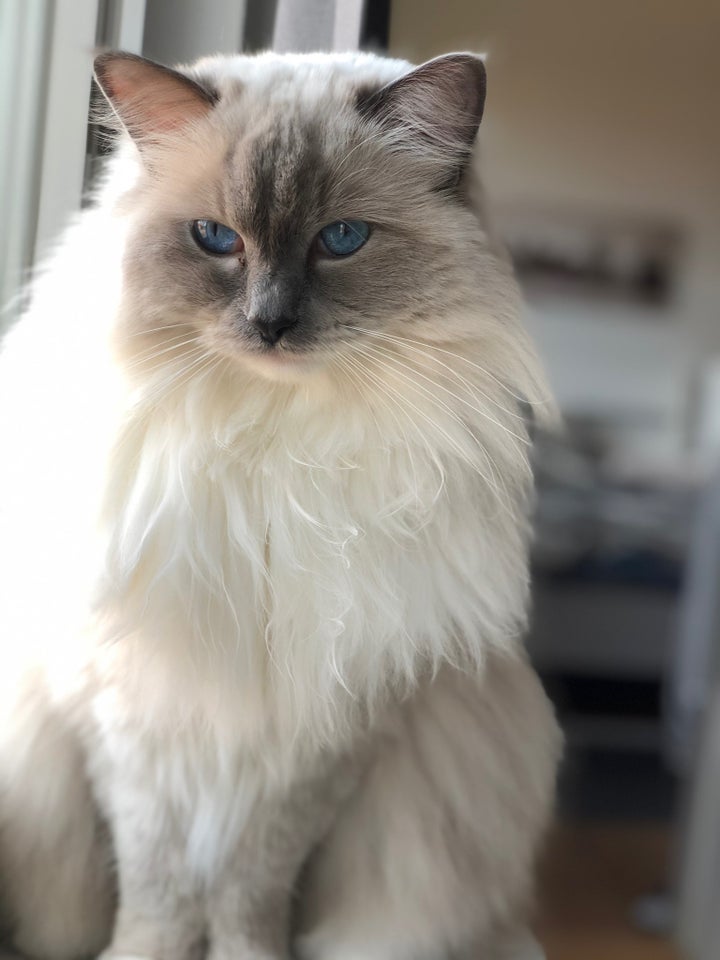 Ragdoll hunkat 5 år