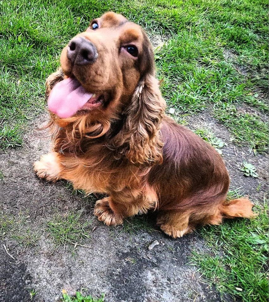 Engelsk Cocker spaniel  hund 2 år