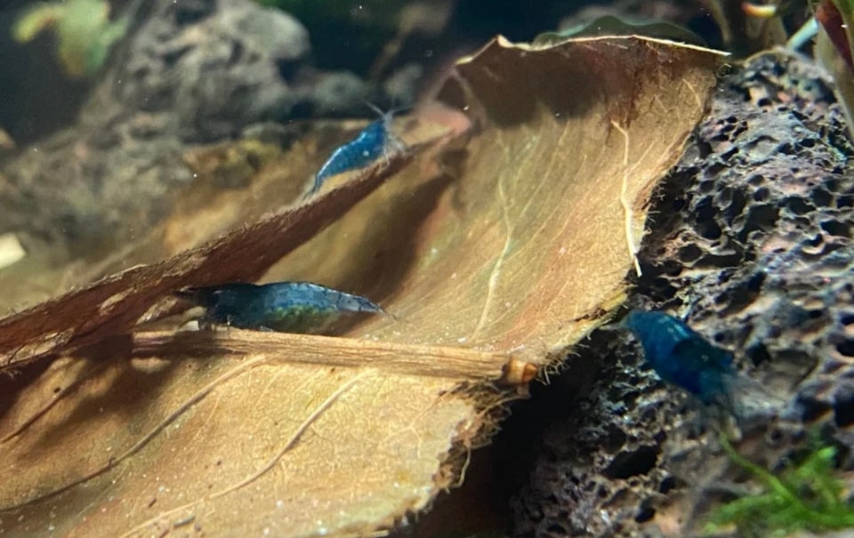 Neocaridina rejer, Blue Dream