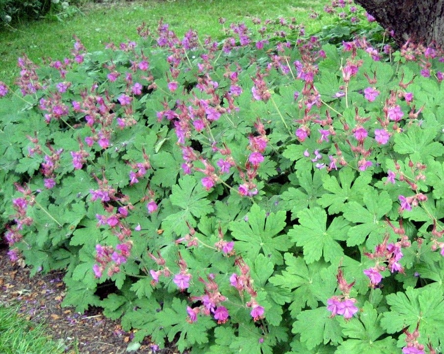 Geranium Macrorrhizum , Storrodet