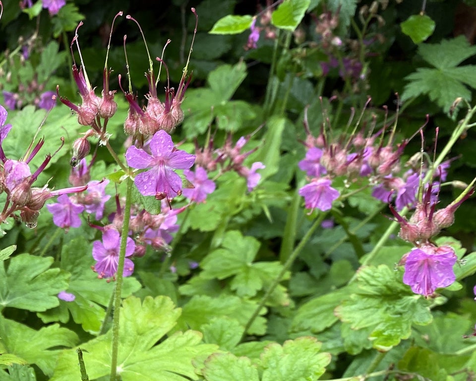 Geranium Macrorrhizum , Storrodet