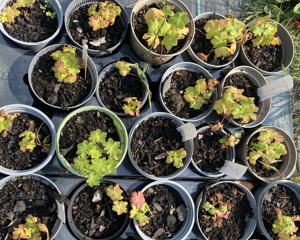 Geranium Macrorrhizum , Storrodet