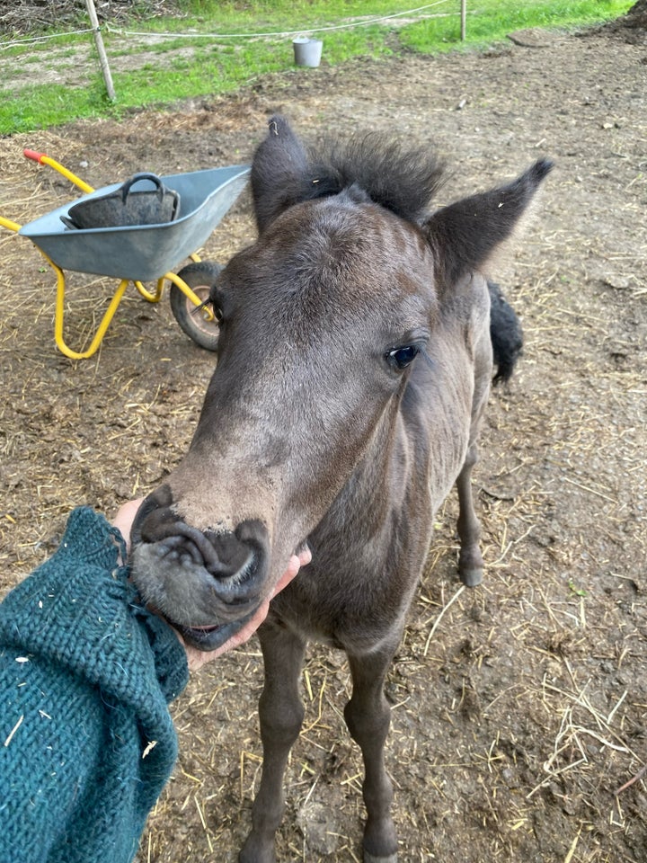 Islænder hingst 1 år