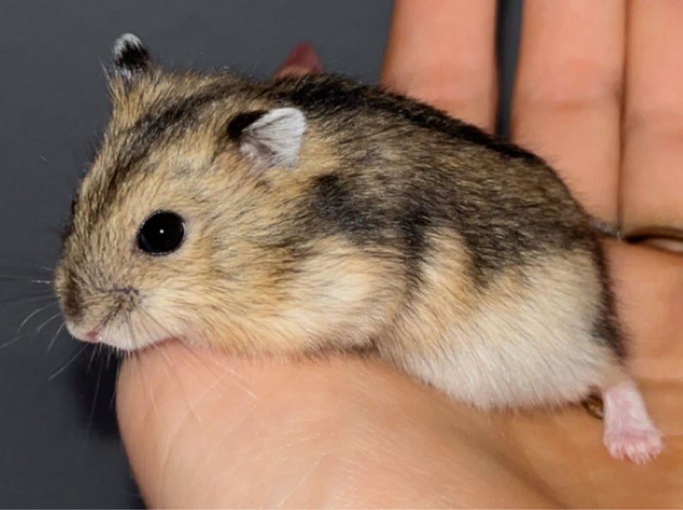 Hamster, Vinterhvid dværghamster