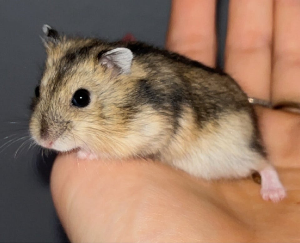 Hamster, Vinterhvid dværghamster