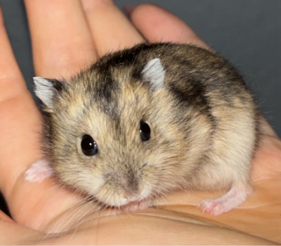 Hamster, Vinterhvid dværghamster