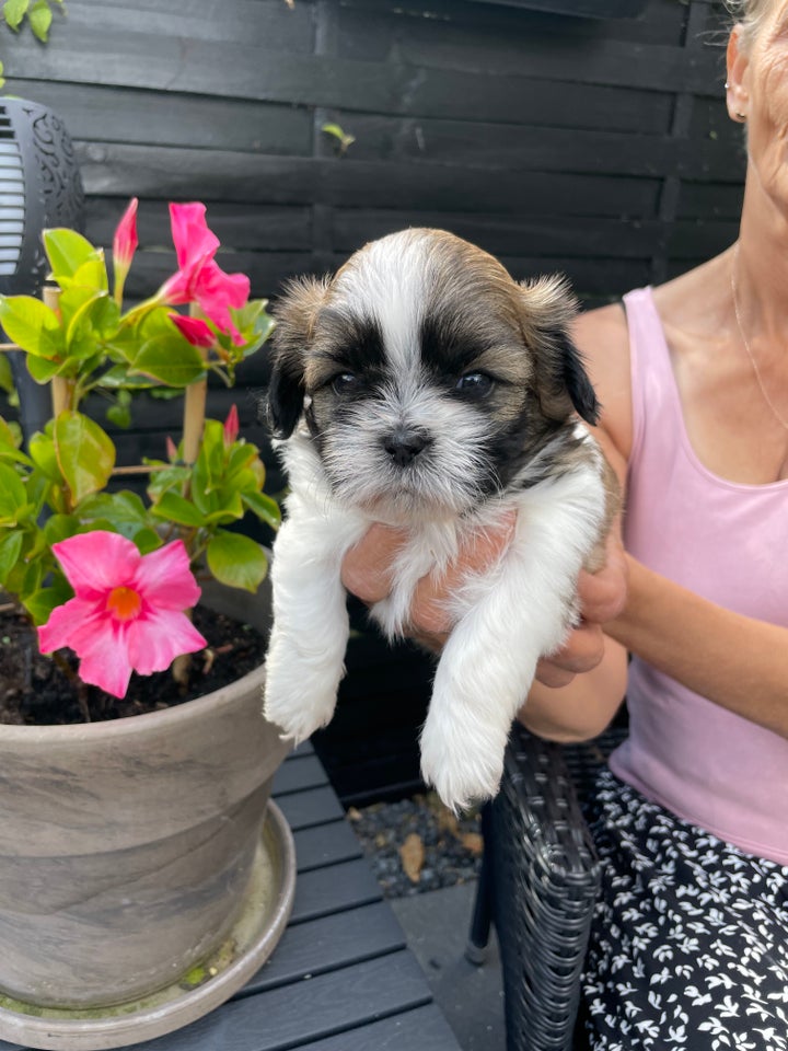 Shih tzu hvalpe 5 uger