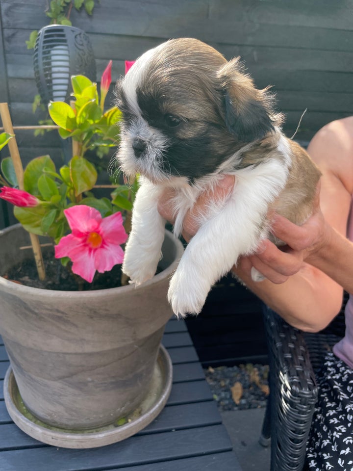 Shih tzu hvalpe 5 uger