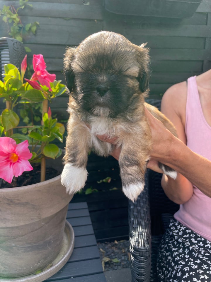 Shih tzu hvalpe 5 uger