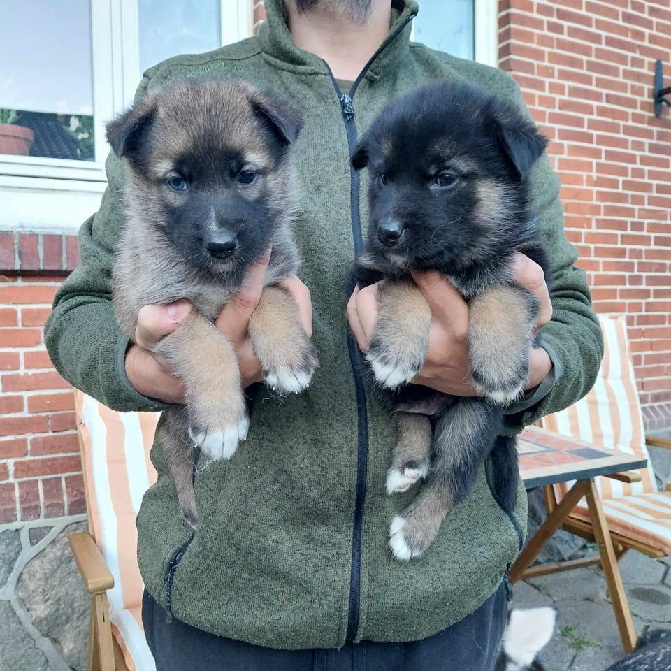 Siberian Husky/Alaskan Mala