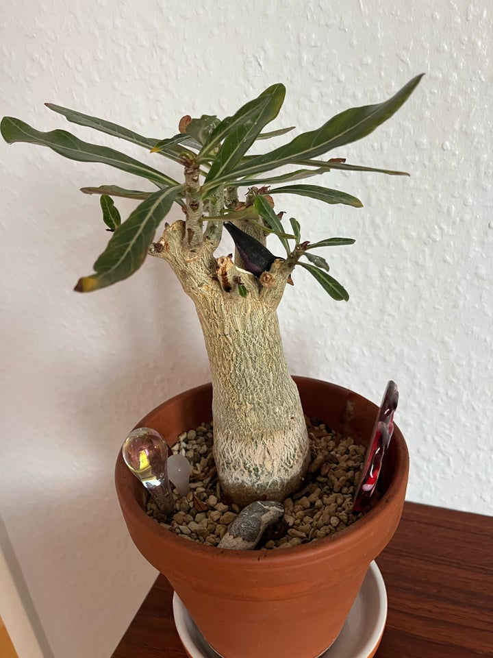 Ørkenrose, Adenium obesum