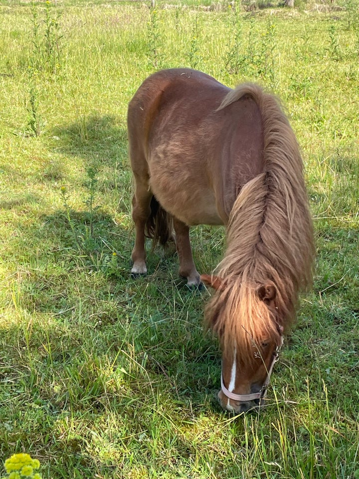 Shetlandspony hoppe 2 år