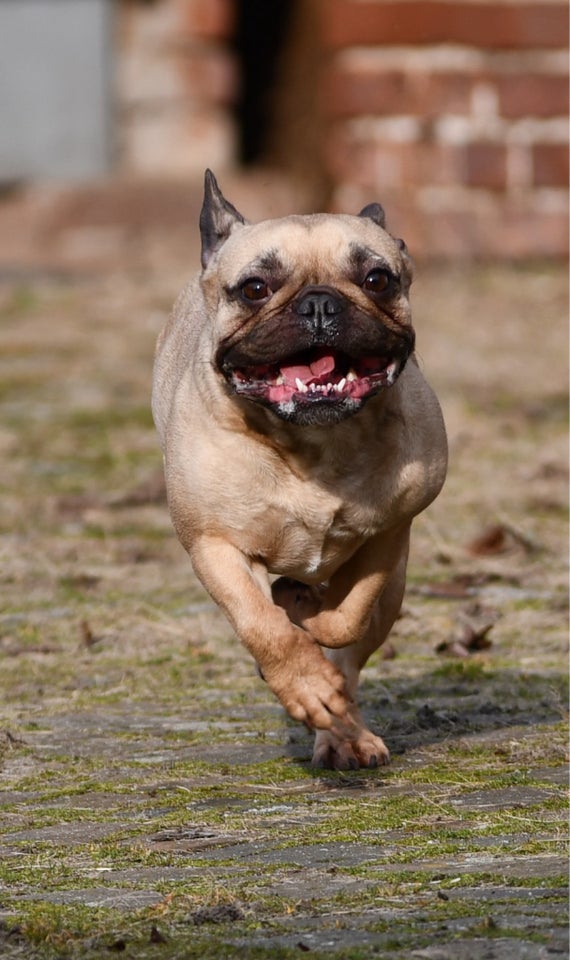 Fransk Bulldog, hund, 3 år