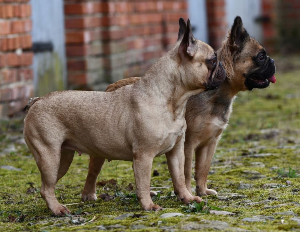 Fransk Bulldog, hund, 3 år