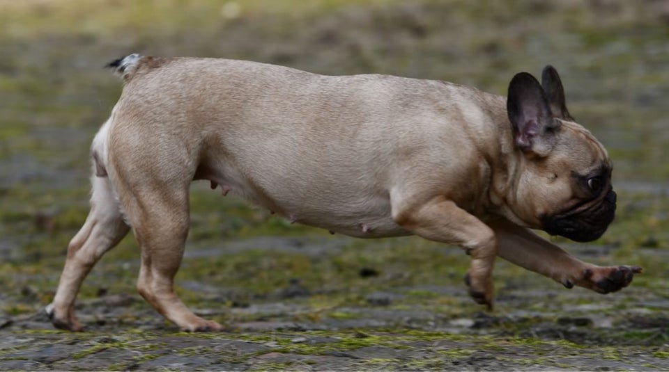 Fransk Bulldog, hund, 3 år