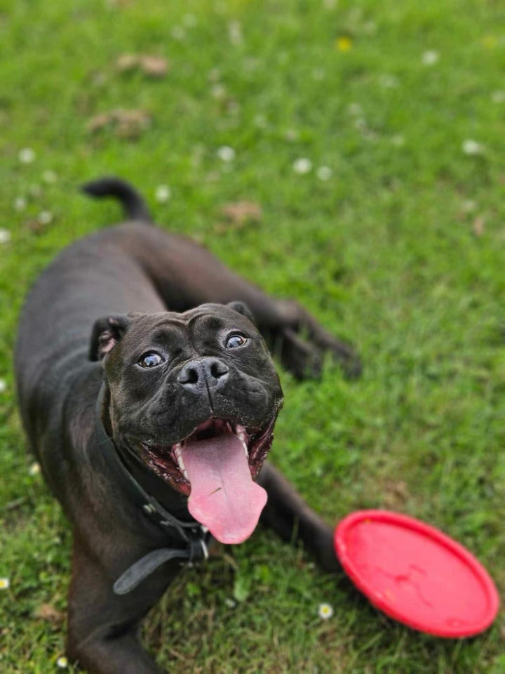 Old english bulldog, hund, 12 mdr.