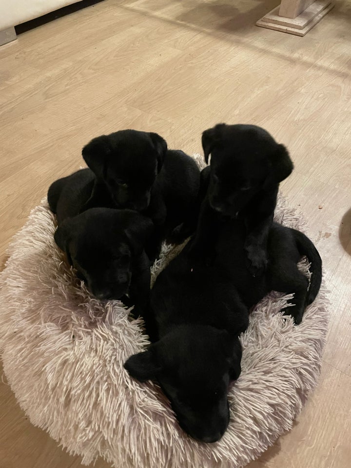 Labrador/rottweiler, hvalpe, 6