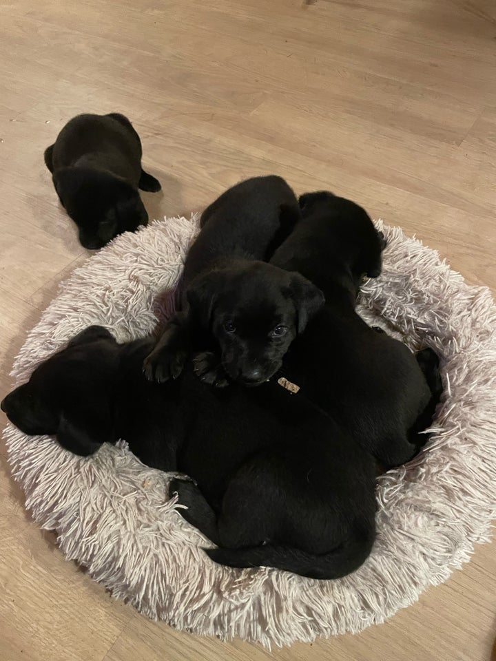 Labrador/rottweiler, hvalpe, 6