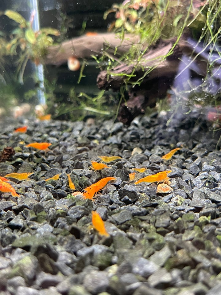 Orange Sakura Neocaridina Rejer