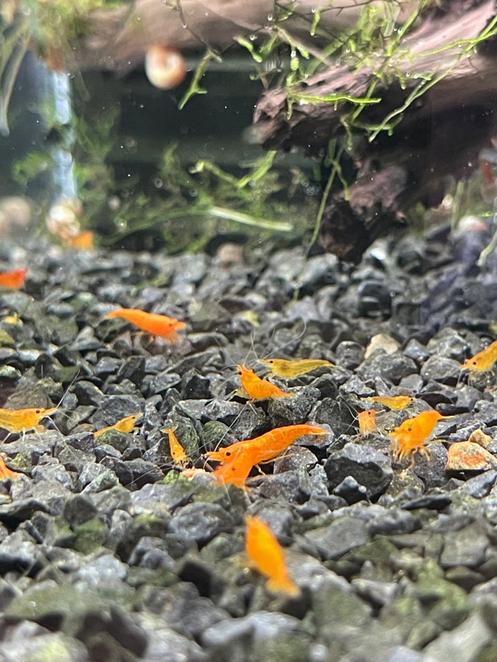 Orange Sakura Neocaridina Rejer