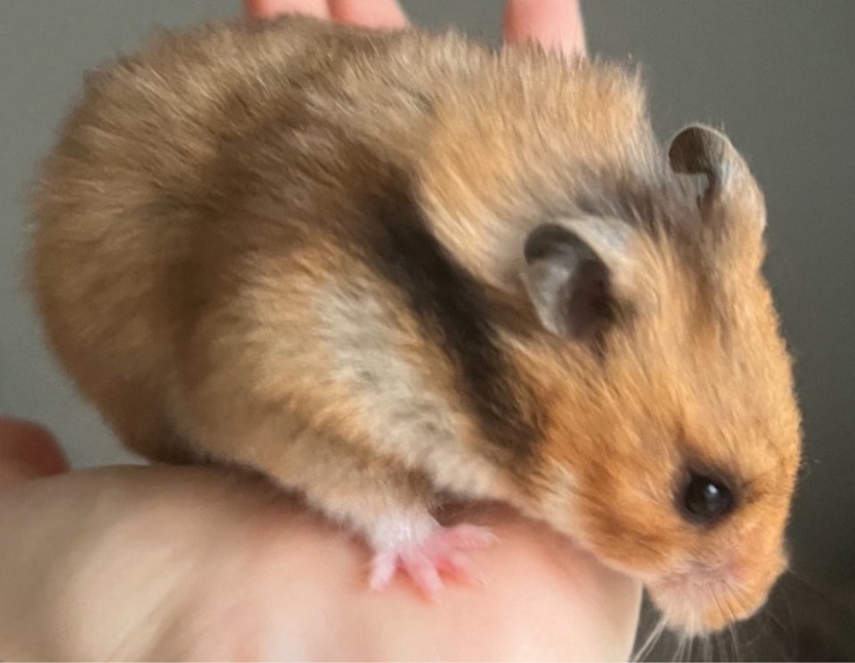 Hamster, Guldhamster, 0 år