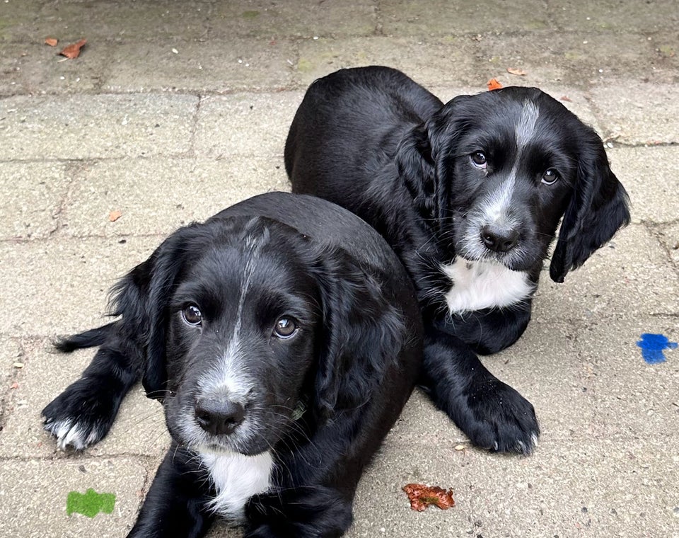 Cocker spaniel  hvalpe 8 uger