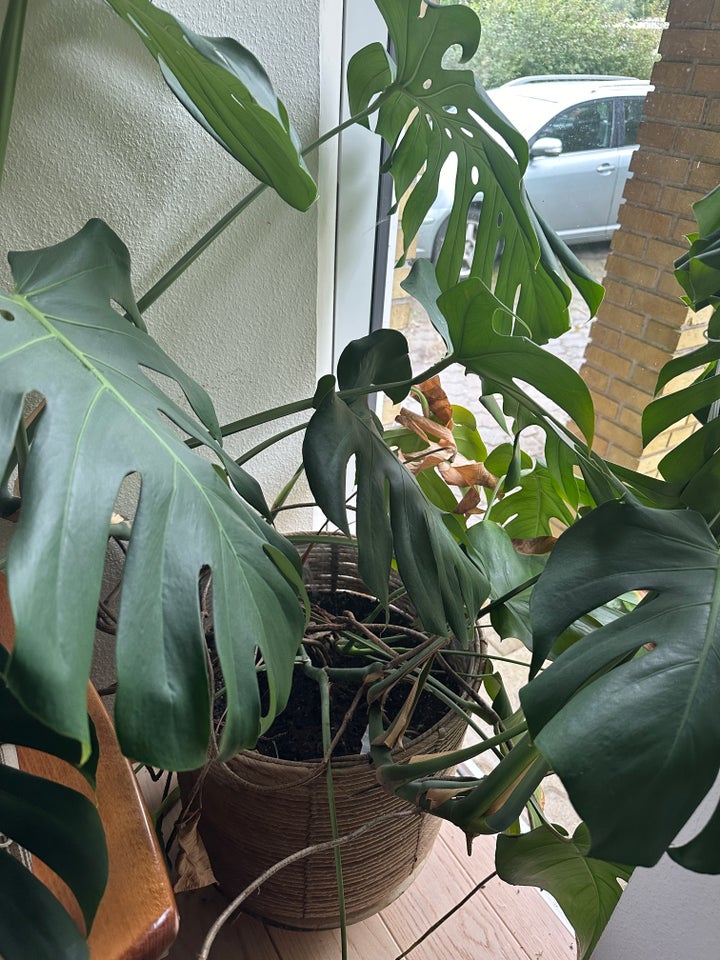 monstera med fletkurv monstera