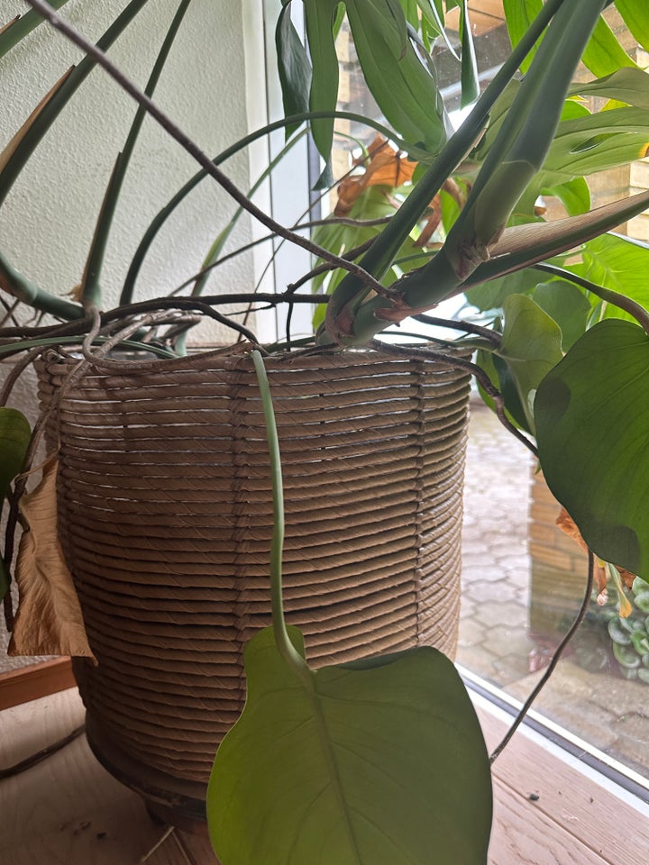 monstera med fletkurv monstera