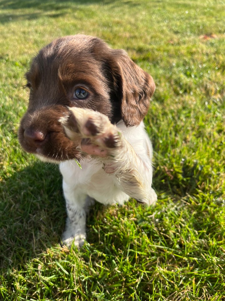 FT springer spaniel