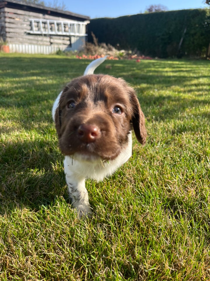 FT springer spaniel