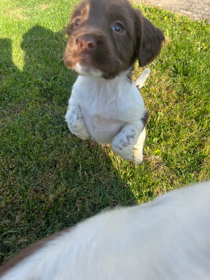 FT springer spaniel