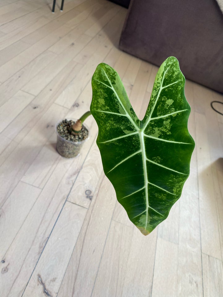 Frydek Variegata, Alocasia